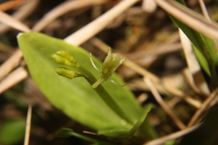 Liparis loeselii