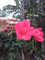 Jatropha integerrima