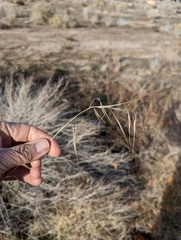 Bromus diandrus