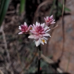 Pfaffia tuberosa