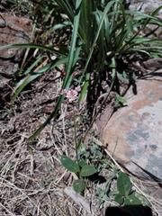 Pfaffia tuberosa