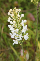 Platanthera blephariglottis