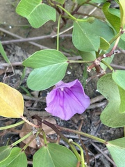 Ipomoea pes-caprae brasiliensis