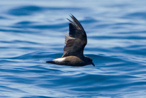 Townsend's Storm-Petrel