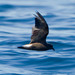 Townsend's Storm-Petrel - Photo (c) BJ Stacey, some rights reserved (CC BY-NC)
