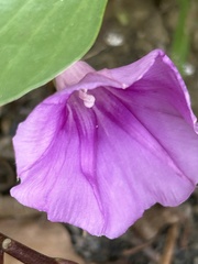 Ipomoea pes-caprae brasiliensis