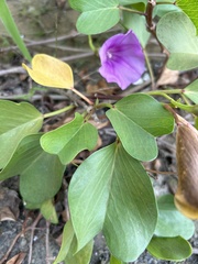 Ipomoea pes-caprae brasiliensis