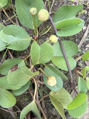 Ipomoea pes-caprae brasiliensis