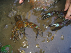 Pacifastacus leniusculus