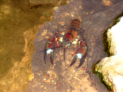 Pacifastacus leniusculus