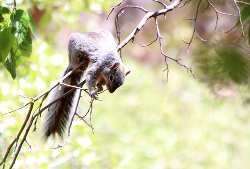 Arizona Gray Squirrel