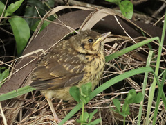 Turdus philomelos clarkei