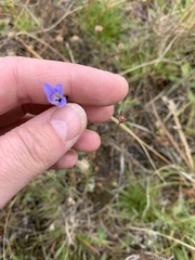 Wahlenbergia multicaulis