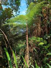 Sphaeropteris lepifera