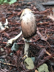 Coprinus comatus