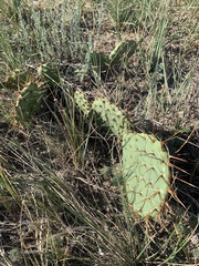 Opuntia cymochila