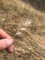 Rytidosperma caespitosum