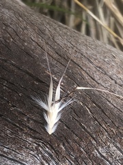 Rytidosperma caespitosum