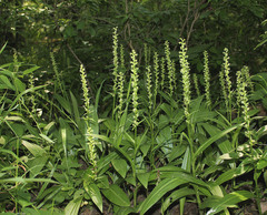 Platanthera flava herbiola