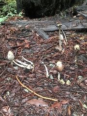 Coprinus comatus