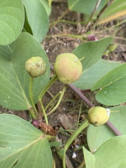 Ipomoea pes-caprae brasiliensis
