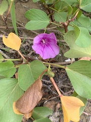 Ipomoea pes-caprae brasiliensis