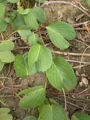 Ipomoea pes-caprae brasiliensis