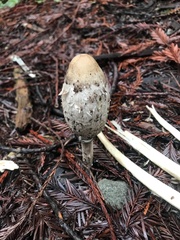 Coprinus comatus
