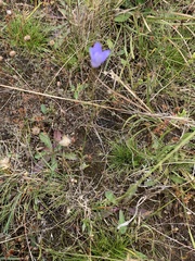 Wahlenbergia multicaulis
