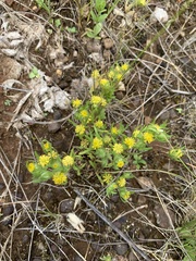 Triptilodiscus pygmaeus