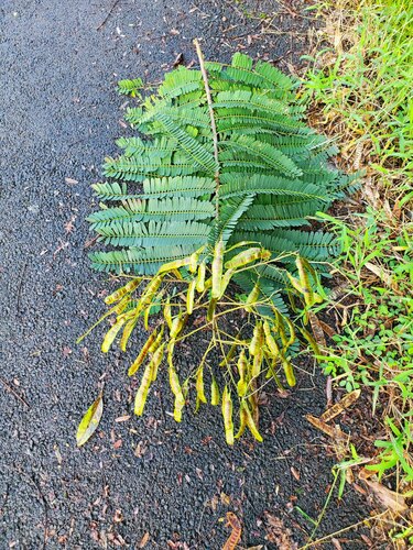Senna multijuga