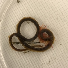 Cirratulus grandis