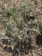 Astragalus mollissimus