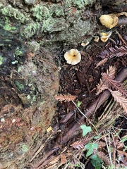 Russula brevipes acrior