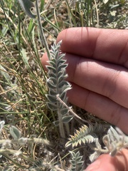 Astragalus mollissimus