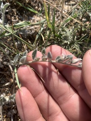 Astragalus mollissimus
