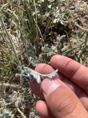 Astragalus mollissimus