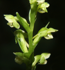 Platanthera flava herbiola