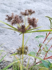Cyperus odoratus