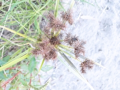 Cyperus odoratus