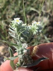 Oreocarya suffruticosa
