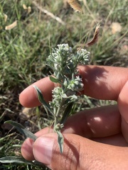 Oreocarya suffruticosa
