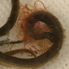 Cirratulus grandis