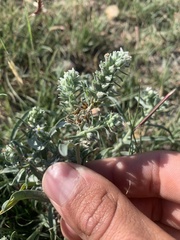 Oreocarya suffruticosa