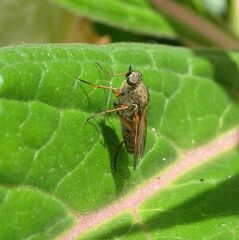 Anabarhynchus kosciuskoensis