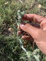 Oreocarya suffruticosa