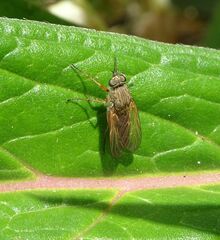Anabarhynchus kosciuskoensis