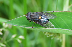 Helophilus hochstetteri