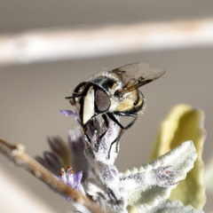 Copestylum fornax