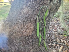 Dolichandra unguis-cati